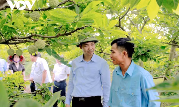 Để nâng cao hiệu quả kinh tế của cây na
