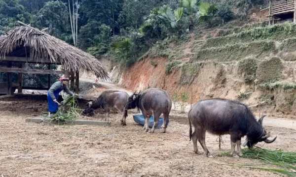 Hàng trăm gia súc chết rét
