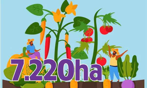 7.220ha - là diện tích cây vụ Đông đã thu hoạch trên địa bàn tỉnh