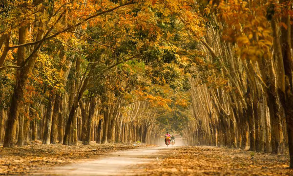 Rừng cao su ở miền Đông vào mùa đổ lá vàng