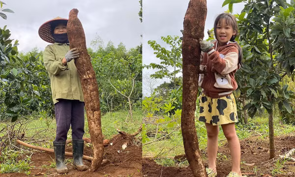 Nông dân ở Phú Yên đào được củ sắn khổng lồ