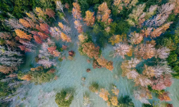 Bất ngờ khung cảnh rừng cây sau sau thay lá ở miền Tây Quảng Trị