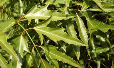 Loại lá thơm dễ tìm, bổ dưỡng như sâm