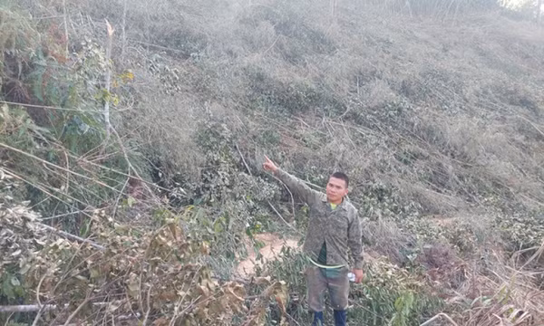 Bắt tạm giam đối tượng phá 1,6ha rừng