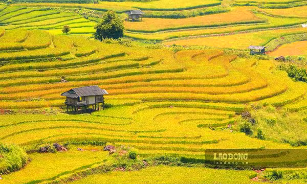 Mùa lúa chín vàng trên cao nguyên đá Tủa Chùa