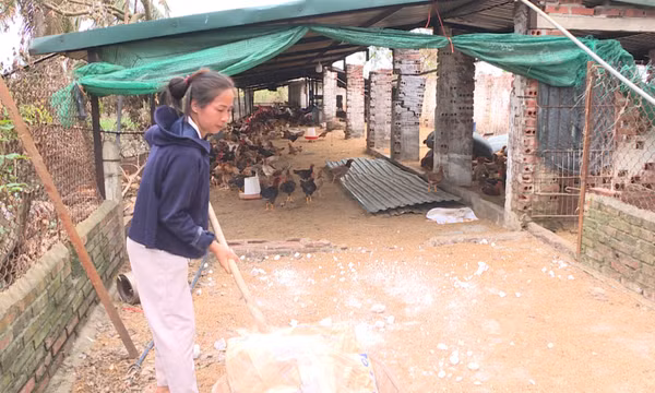 Ngành chăn nuôi khôi phục sản xuất