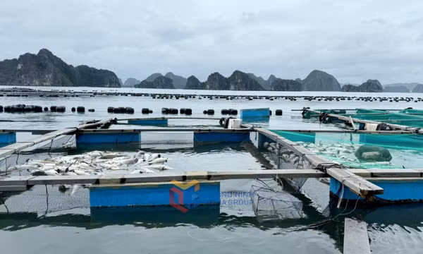 Cần chính sách chuyên biệt, đặc thù sau bão
