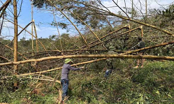 Huyện Ba Chẽ: Ổn định giá cả thu mua, chế biến gỗ