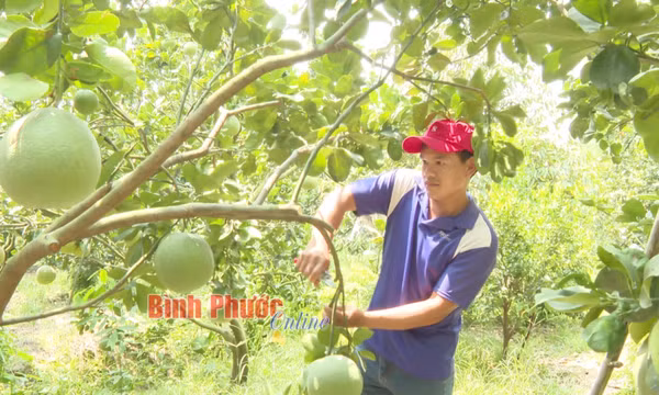 Triển vọng từ bưởi da xanh 