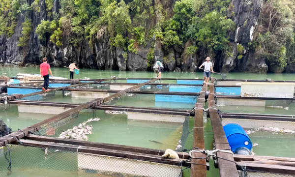 Doanh nghiệp nên được hỗ trợ thế nào sau bão?