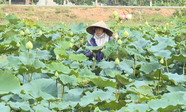 Nâng cao tiêu chí thu nhập, cải thiện đời sống nhân dân