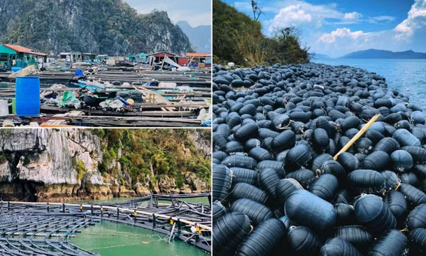 Thủ tướng yêu cầu tập trung triển khai các biện pháp nhanh chóng phục hồi sản xuất nông nghiệp sau bão số 3 và mưa lũ