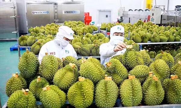 Xuất khẩu sầu riêng trong tháng 9 có thể vượt 500 triệu USD