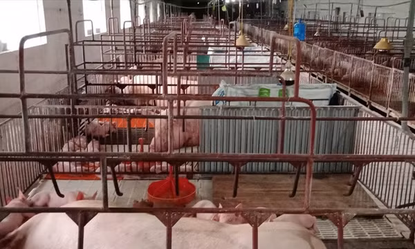 Chênh lệch giá lợn hơi thu hẹp tối đa, vận chuyển lợn giữa các tỉnh giảm