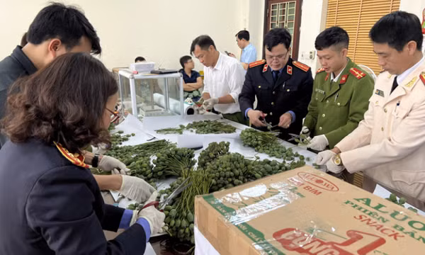 “Ủ” hàng loạt cây thuốc phiện trên xe bán tải