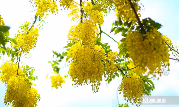Muồng hoàng yến nở rộ