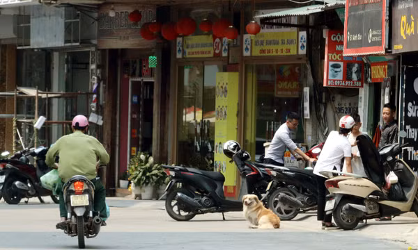 Ngăn chặn những nguy cơ từ chó thả rông