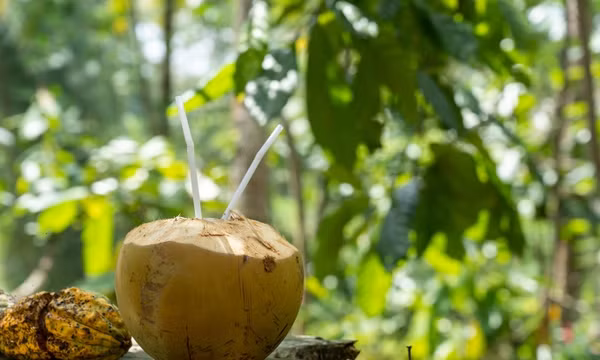 Có nên uống nước dừa mỗi ngày để giải nhiệt?