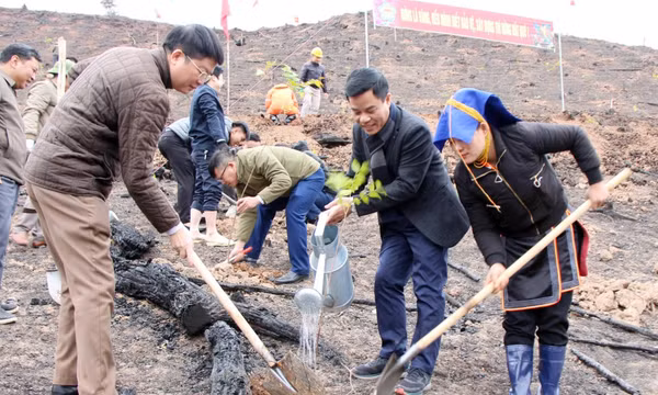 Ba Chẽ: Phát huy lợi thế từ rừng