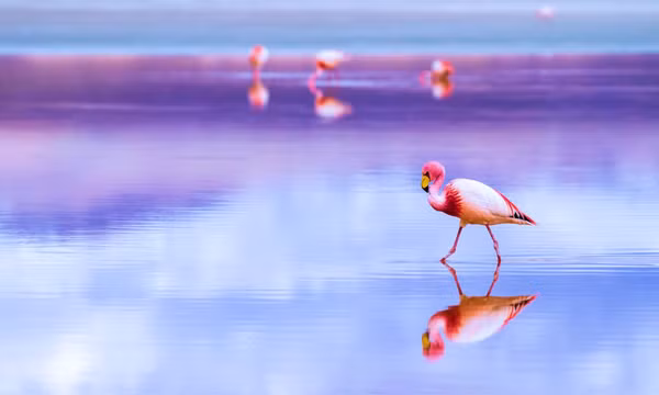 Salar de Uyuni - không gian vô cực kỳ ảo bậc nhất thế giới