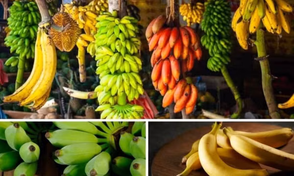 11 lợi ích sức khỏe của chuối đã được khoa học chứng minh