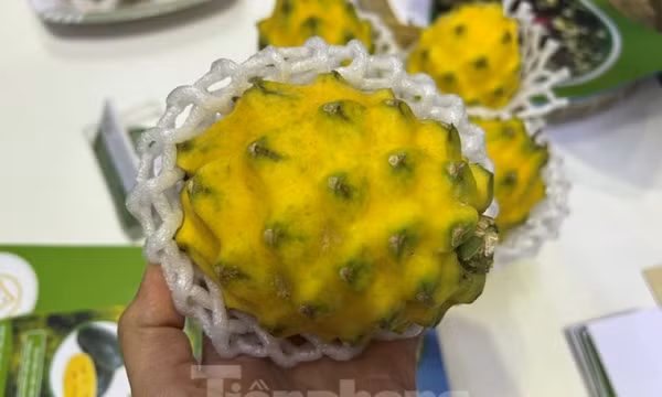 Lạ mắt thanh long vàng độc lạ, giá đắt gấp 15 lần loại thường