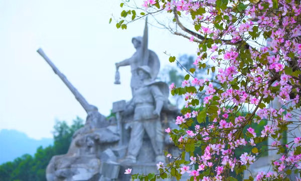 Đẹp nao lòng con đường hoa ban ở chứng tích huyền thoại Truông Bồn