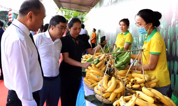 Bảo đảm nguồn nông sản xuất khẩu: Phát triển bền vững vùng nguyên liệu