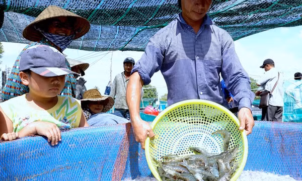 Ngành tôm nâng cao giá trị bền vững
