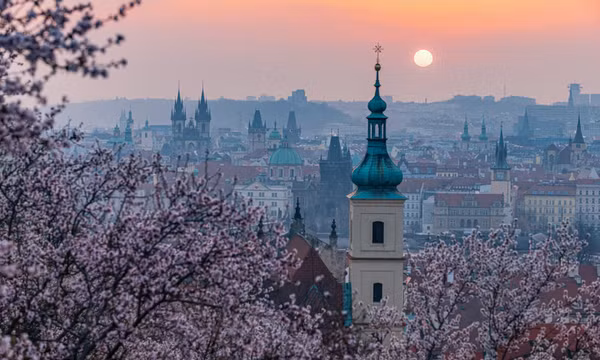Mùa hoa anh đào ở thủ đô Praha