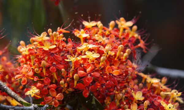 Hoa vàng anh nở đỏ rực ở suối Moọc