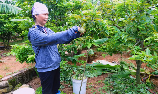 Giải pháp cho các vùng chuyên canh cây na