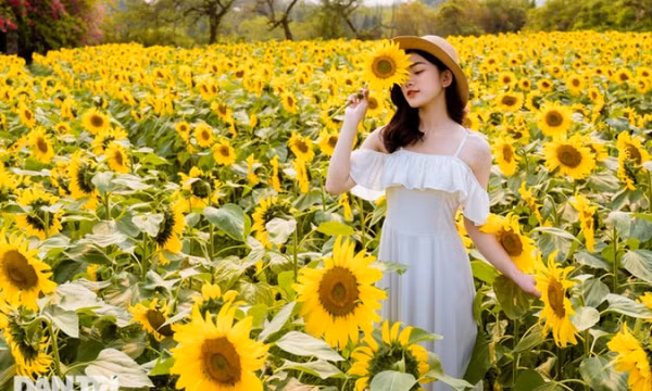 Rủ nhau "sống ảo" với vườn hoa hướng dương rộng 10.000 mét vuông ở Hà Nội