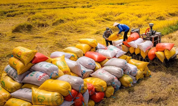 Gạo Việt đối diện với những ‘cơn sóng’ nhẹ