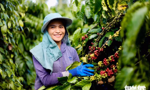 Giá cà phê giảm mạnh chỉ còn trên 100.000 đồng/kg, dự đoán sẽ còn giảm nữa