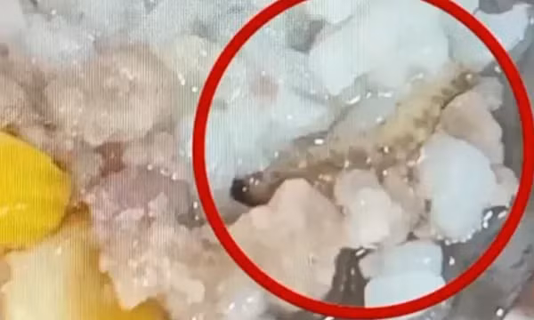Sinh viên phải ăn cơm canh thừa, có dị vật: Đại học Bách khoa Hà Nội xin lỗi