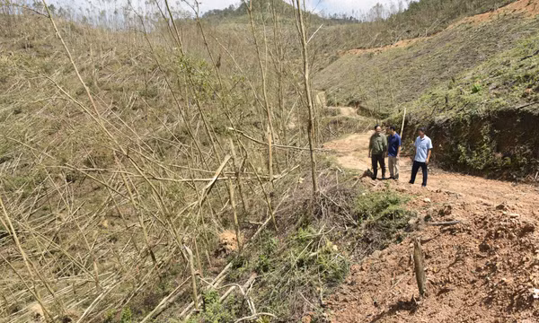 Chủ động phòng, chống cháy rừng
