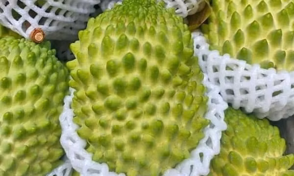 Na sầu riêng 'khổng lồ' rớt giá một nửa