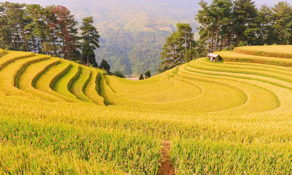 YÊN BÁI: Sắc vàng rực rỡ trên những thửa ruộng bậc thang Mù Cang Chải