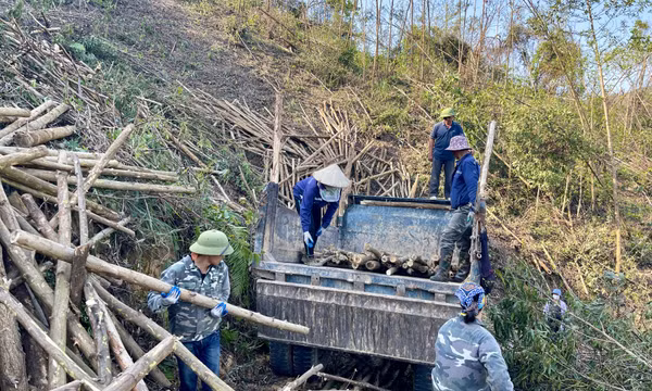 Giải quyết khó khăn cho người trồng rừng sau bão