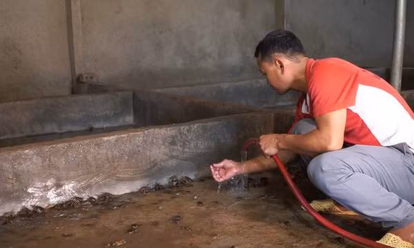 Thoát nghèo nhờ nuôi cua đồng trong bể xi măng