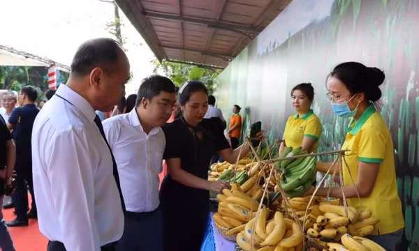 Việt Nam trở thành nguồn cung chuối lớn nhất cho Trung Quốc
