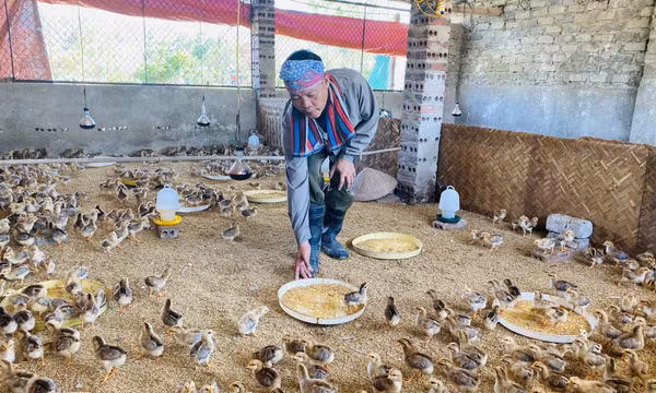 TX Quảng Yên: Nhanh chóng tái đàn vật nuôi