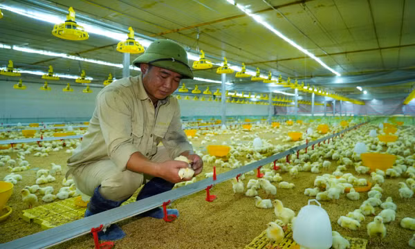 Uông Bí khôi phục sản xuất nông nghiệp