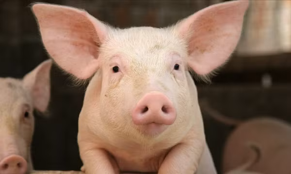 Hiểu được tiếng heo nhờ AI, còn dám ăn thịt heo không?