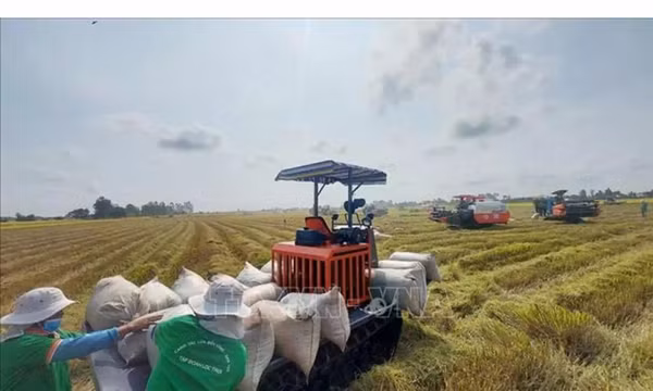 Xuất khẩu gạo Việt Nam giữ giá cao giữa cuộc cạnh tranh khu vực