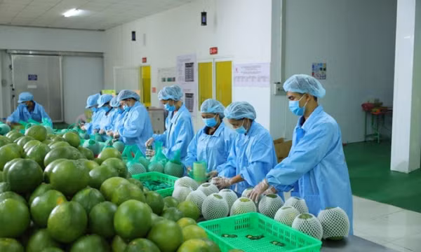 Bứt phá tỷ USD xuất khẩu rau quả