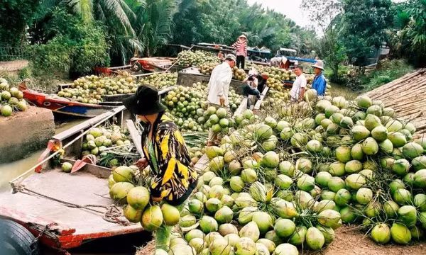Nông dân phấn khởi nhờ xuất khẩu dừa tươi sang Trung Quốc tăng mạnh