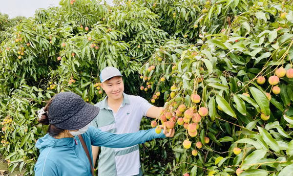 Đẩy mạnh cấp mã số vùng trồng 