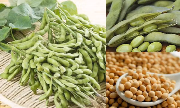 Cây họ đậu vừa nhiều dinh dưỡng vừa là thuốc trị bệnh